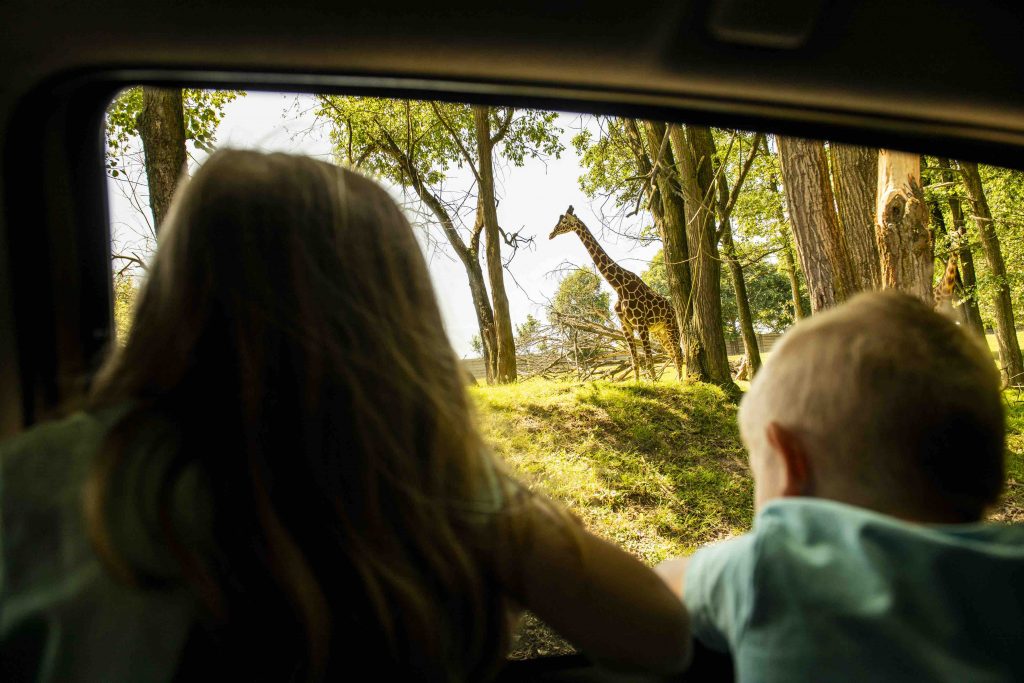 Tip na výlet: Podívejte se žirafám a lvům do očí | Toyota Life