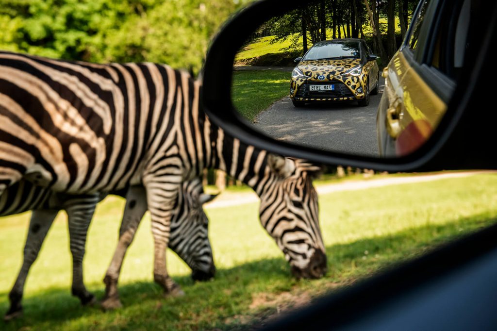 Tip na výlet: Podívejte se žirafám a lvům do očí | Toyota Life