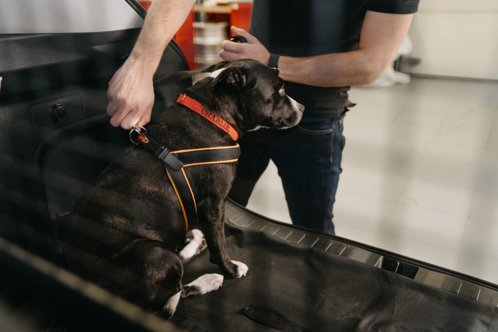 Letní cestování se psem: Víte, jak ho vozit bezpečně? | Toyota Life